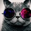 katter_ar_bra