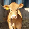 frustratedfarmer86