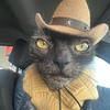 westerncat_