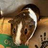 guinea_pigs25