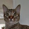 skykittt