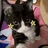 ham_lunar