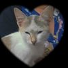 purneema111