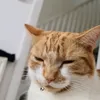 deepaklad46