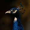 bristysarkar23