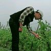 petani boongan