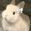 thoon_852