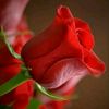 🥀••(-হৃদয়ের•💖•কথা-)••💘