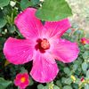 rosy62835