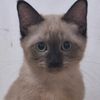 shifucat2