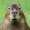 capybara47827