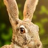 jackrabbit540212