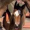 triniti_fountain