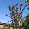 euniceolv78
