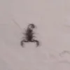 ricoluna42