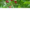 mehmedovasegul
