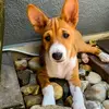 Diario de uma Basenji