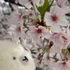 10sakura31
