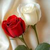 arifkhan67091110
