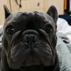 cricanjnxh8