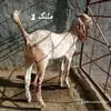 mustafaarifeen
