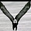 user1423371076281