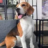 chowderthebeagle
