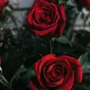 tamim_official_13