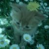 awuuuu27
