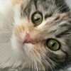 meow758600