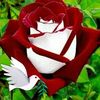 user4572026185837