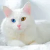 fatuhajamjima