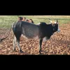 siaboudiabira396