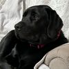 blacklabsmatter5