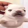 flibbles2