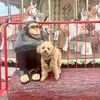 rishi_959