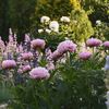 peoniesinthesun