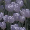 a_rose_._