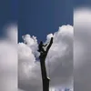 bengooz_09
