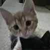 miapecak1
