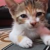 aneka80pakankucing