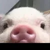 punphagami0