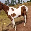 gilbertogomesgome86