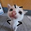 nfornitaa_10