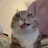 chknadb0