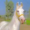 Salman__ jutt