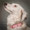 Luna_the_romy_rescue