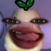sfnna_
