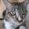 catdodo102023