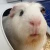 squish_delush